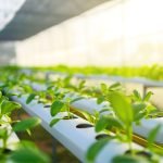 How To Start a Hydroponics Business In Nigeria