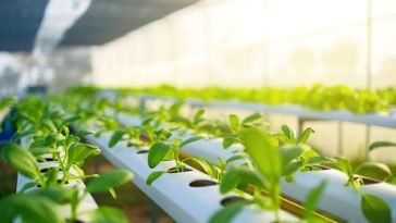 How To Start a Hydroponics Business In Nigeria