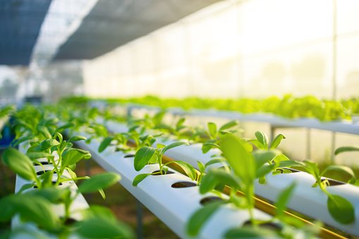 How To Start a Hydroponics Business In Nigeria