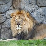 How To Become a Respectable Alpha Male