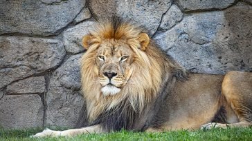 How To Become a Respectable Alpha Male