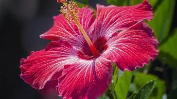 How To Start a Zobo Drink Business In Nigeria