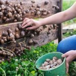 How To Start a Snail Farming Business In Nigeria