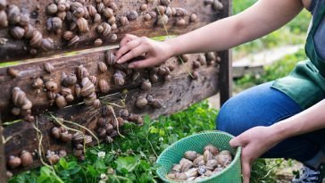 How To Start a Snail Farming Business In Nigeria