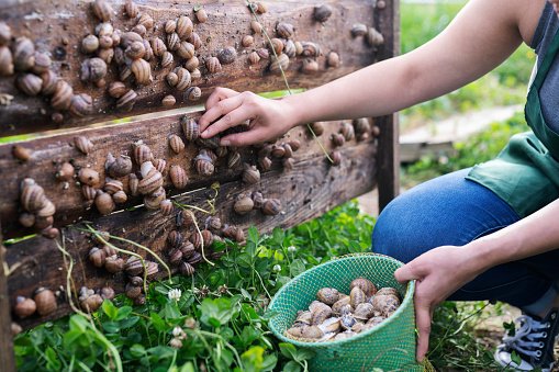 How To Start a Snail Farming Business In Nigeria