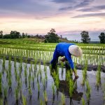 How To Start a Rice Farm Business In Nigeria