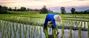 How To Start a Rice Farm Business In Nigeria
