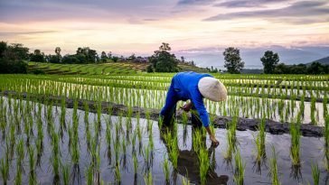 How To Start a Rice Farm Business In Nigeria