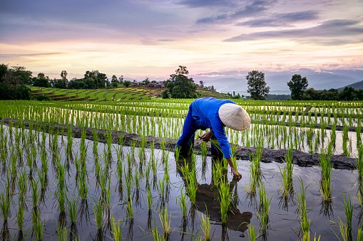 How To Start a Rice Farm Business In Nigeria