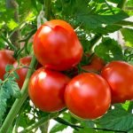 How To Start a Tomato Farm Business In Nigeria