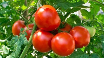 How To Start a Tomato Farm Business In Nigeria