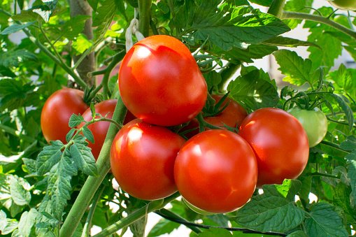 How To Start a Tomato Farm Business In Nigeria