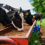How To Start an Animal Feed Business In Nigeria