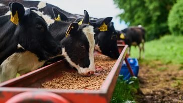 How To Start an Animal Feed Business In Nigeria
