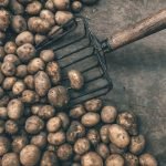 How To Start a Potato Farm Business In Nigeria