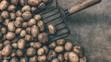 How To Start a Potato Farm Business In Nigeria