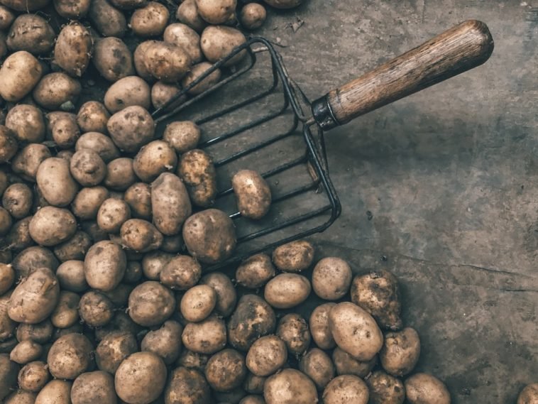 How To Start a Potato Farm Business In Nigeria