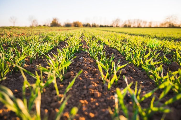 How To Grow an Agriculture Business on Facebook
