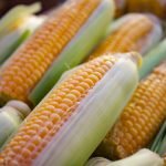 How To Start a Maize Farm Business In Nigeria