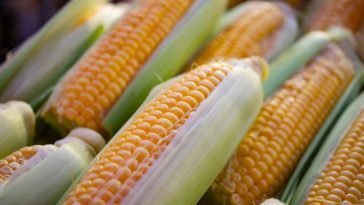 How To Start a Maize Farm Business In Nigeria