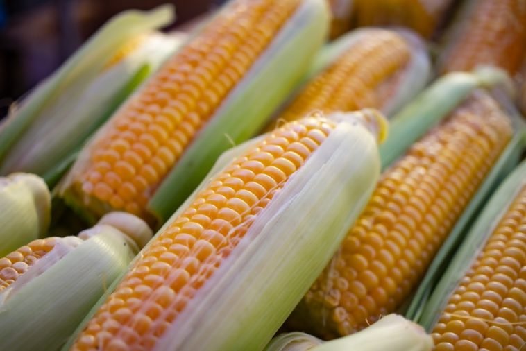 How To Start a Maize Farm Business In Nigeria
