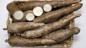 How To Start a Cassava Farm Business in Nigeria