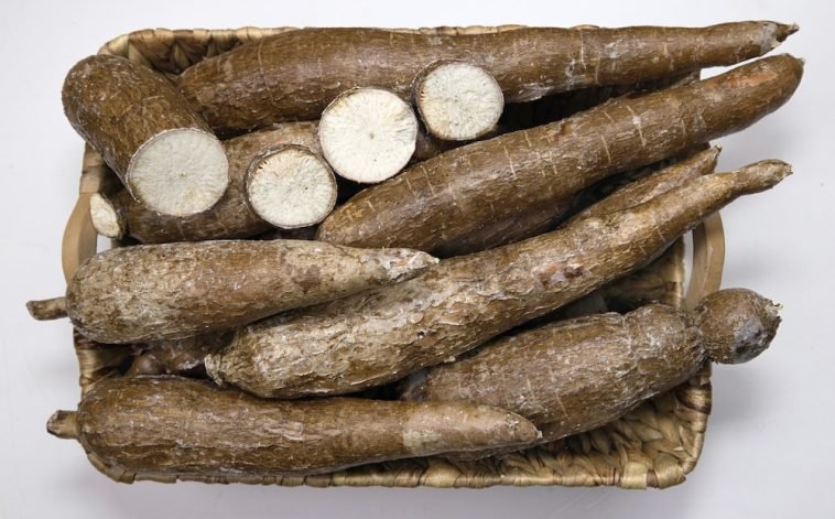 How To Start a Cassava Farm Business in Nigeria